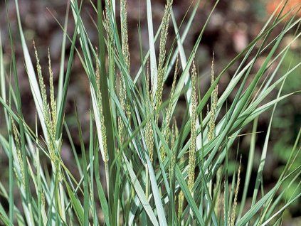 Proso prutnaté 'Prarie Sky' - Panicum virgatum 'Prairie Sky'  Panicum virgatum 'Prairie Sky'