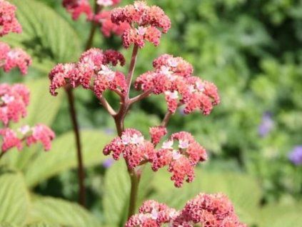 Rodgersie zpeřená 'Elegans' - Rodgersia pinnata 'Elegans'  Rodgersia pinnata 'Elegans'