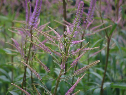 veronicastrum virginicum fascination 1 82dc262662