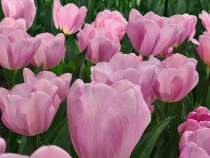 Tulipán 'Synaeda Amour'  Tulipa 'Synaeda Amour'