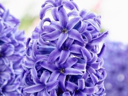 Hyacint 'Blue Pearl' (Balení cibule 14/15 - 5 ks)