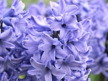 Hyacint 'Blue Star' (Balení cibule 15/16 - 5 ks)