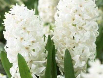 Hyacint 'White Pearl' (Balení cibule 15/16 - 5 ks)