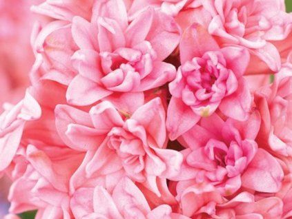 Hyacint 'Spring Beauty' (Balení cibule 17/18 - 5 ks)