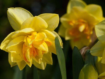Narcis 'Apotheose'  Narcissus 'Apotheose'