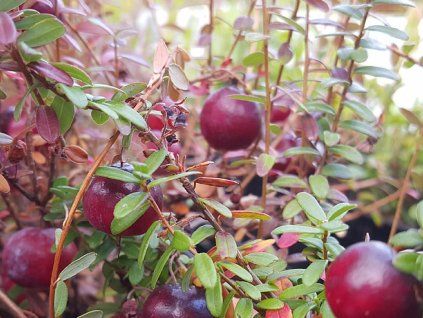 Brusinka 'Big Pearl'  Vaccinium macrocarpon 'Big Pearl'
