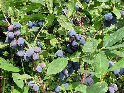Zimolez kamčatský 'Tolbačik'  Lonicera caerulea 'Tolbačik'