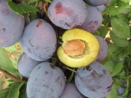 Švestka 'Polinka'  Prunus domestica 'Polinka'