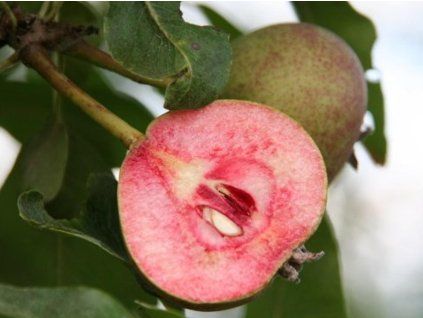 Hrušeň 'Sanguinole'  Pyrus communis 'Sanguinole'