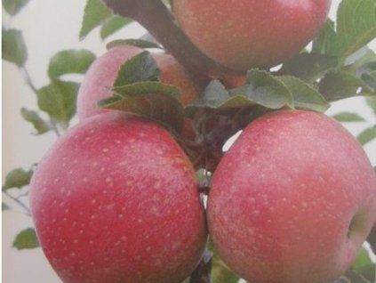 Jabloň 'Flordika'  Malus domestica 'Flordika'