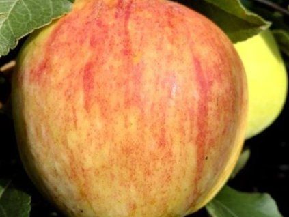 Jabloň 'James Grieve Super Compact'  Malus domestica 'James Grieve Super Compact'