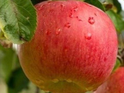 Jabloň 'Antopa'  Malus domestica'Antopa'