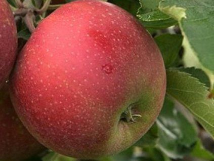 Jabloň 'Semira'  Malus domestica'Semira'