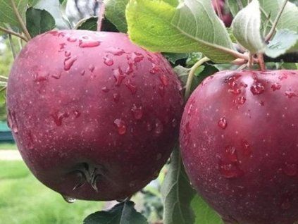 Jabloň 'Muna'  Malus domestica 'Muna'
