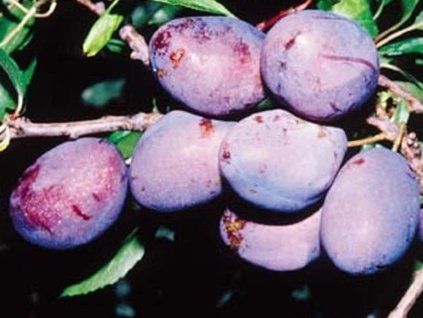 Švestka 'Verity'  Prunus domestica 'Verity'
