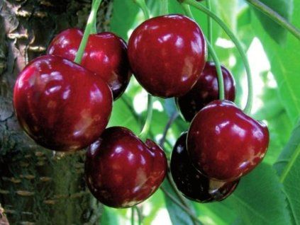 Třešeň 'Merton Premier'  Prunus avium 'Merton Premier'