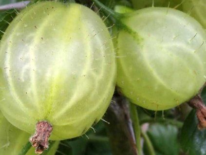 Angrešt 'Tatjana'  Ribes uva crispa 'Tatjana'