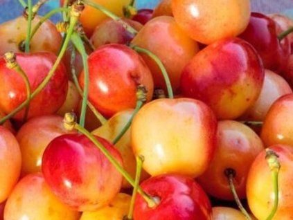 Třešeň 'Generalskaja'  Prunus avium 'Generalskaja'