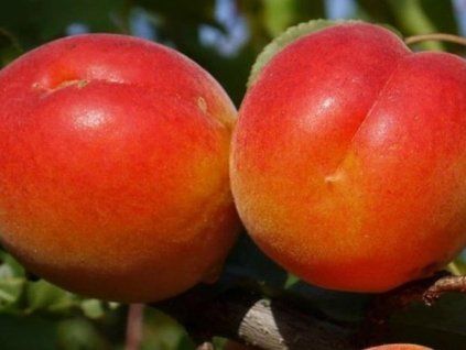 Meruňka 'Delice Cot'  Prunus armeniaca 'Delice Cot'