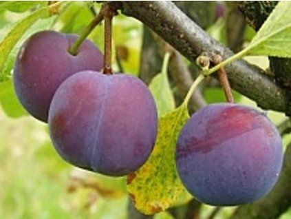 Švestka 'Bryská'  Prunus domestica 'Bryská'