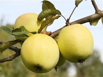 Jabloň 'Jadernička moravská'  Malus domestica 'Jadernička moravská'