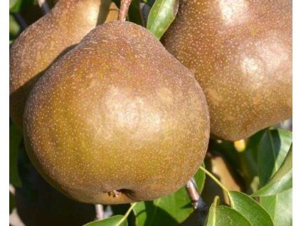 Hrušeň 'Zlata'  Pyrus communis 'Zlata'
