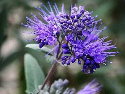 Ořechokřídlec klandonský 'Dark Knight'  Caryopteris x clandonensis 'Dark Knight'