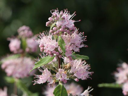 Ořechokřídlec klandonský 'Pink Perfection'  Caryopteris x clandonensis 'Pink Perfection'