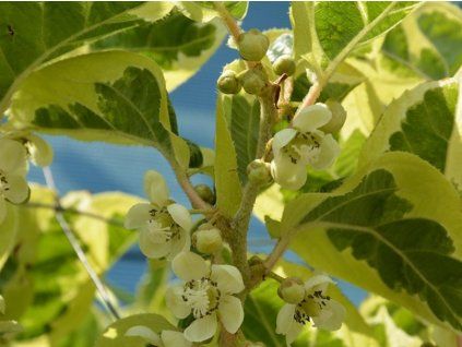 Kiwi 'Hokey Pokey'  Actinidia arguta 'Hokey Pokey'