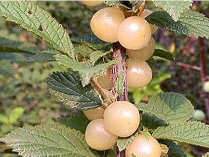 Višeň plstnatá 'Snövit'- kontejner  Prunus tomentosa 'Snövit'