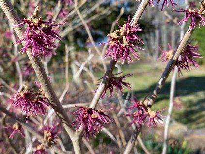 Vilín jarní 'Amethyst'  Hamamelis vernalis 'Amethyst'