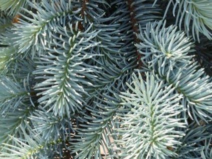 glauca pendula2