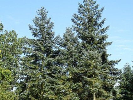 abies nobilis