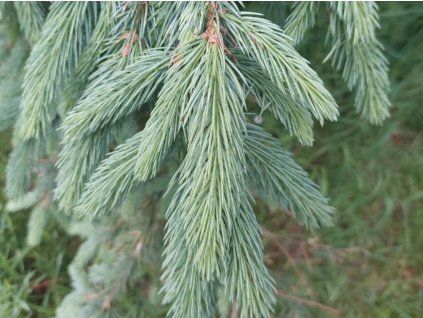 glauca