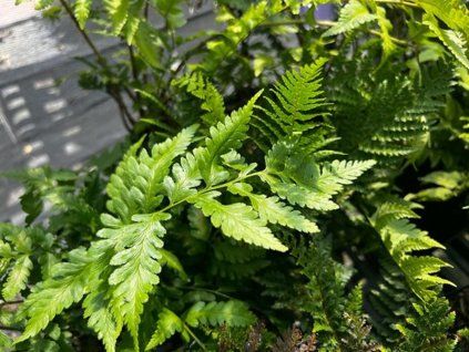 Kapraď coreano montana - Dryopteris coreano montana  Dryopteris coreano montana