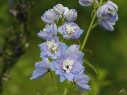 Delphinium 'Magic Fountains Sky BlueWhite Bee'
