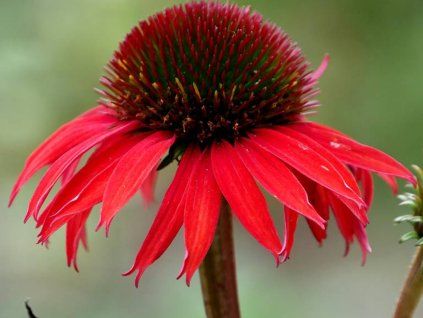 Třapatka 'Fountain Red' - Echinacea 'Fountain Red'  Echinacea 'Fountain Red'