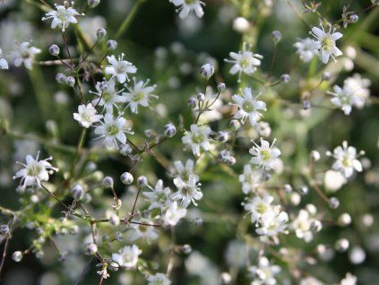 Šater latnatý 'Schneeflocke' - Gypsophila paniculata 'Schneeflocke'  Gypsophila paniculata 'Schneeflocke'