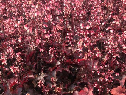Dlužicha 'Fire Chief' -'Heuchera 'Fire Chief'  Heuchera 'Fire Chief'