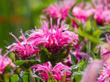 balmy pink