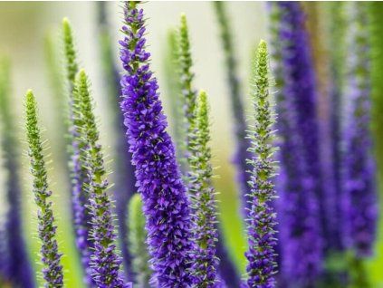 Rozrazil klasnatý 'Royal Candles' - Veronica spicata 'Royal Candles'  Veronica spicata 'Royal Candles'
