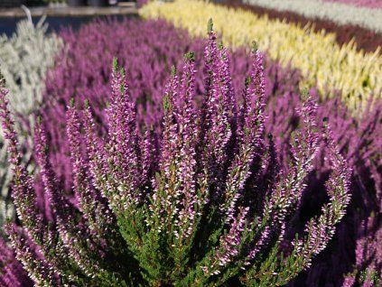 Calluna vulgaris Renate (1)