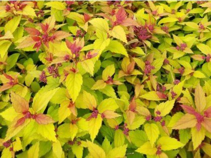 Tavolník japonský 'Goldflame'  Spiraea bumalda 'Goldflame'
