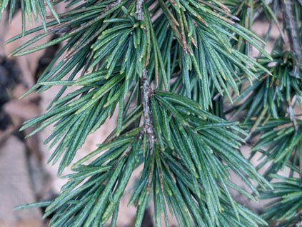 Cedr himalájský 'Divinely Blue'  Cedrus deodara 'Divinely Blue'