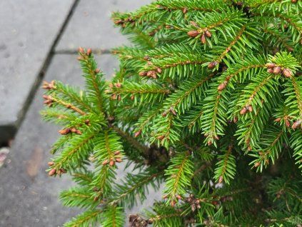 Picea abies 'Barryi' (1)