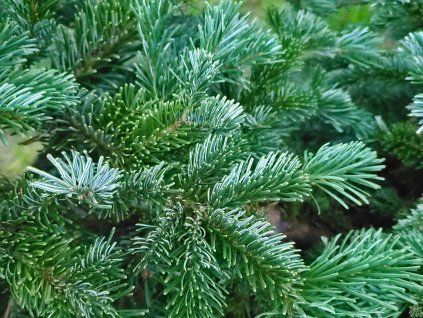 Abies amabilis 'Spreading Star' (6)