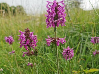 Čistec lékařský - Stachys officinalis  Stachys officinalis