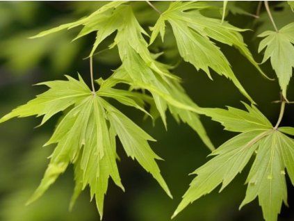 Javor dlanitolistý 'Going Green'  Acer palmatum 'Going Green'