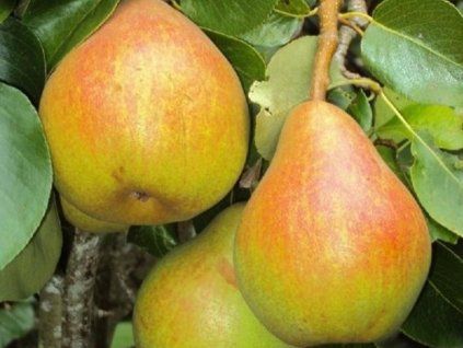 Hrušeň 'Děkanka Robertova'  Pyrus communis 'Děkanka Robertova'