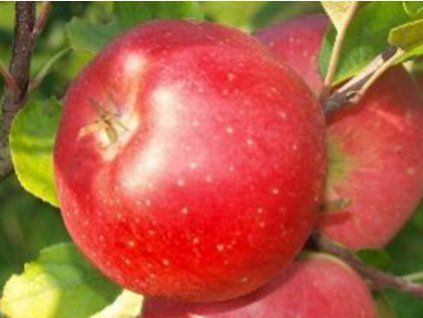 Jabloň 'Benet'  Malus domestica 'Benet'